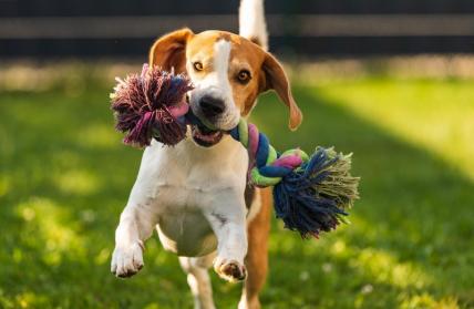 Los científicos explicaron cómo los perros domésticos pueden contagiar a sus dueños