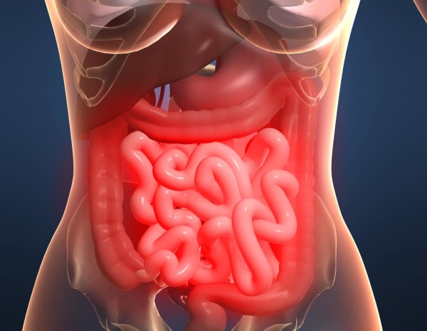 ¿Qué alimentos ayudan a limpiar los intestinos y bajar de peso?