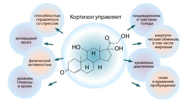 Гормональный лишний вес — как это работает?